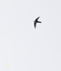 White throated Swift